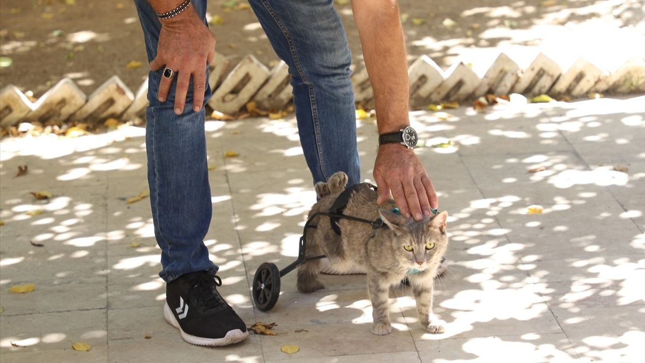 Denizli'de Hayvansever Esnafın Kedisine Özel Yürüteç Tasarımı