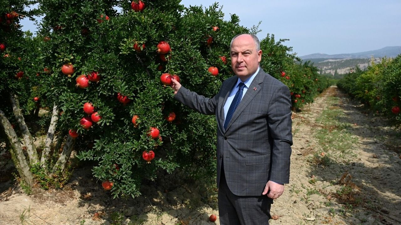 Denizli'de Nar Hasadı Başladı