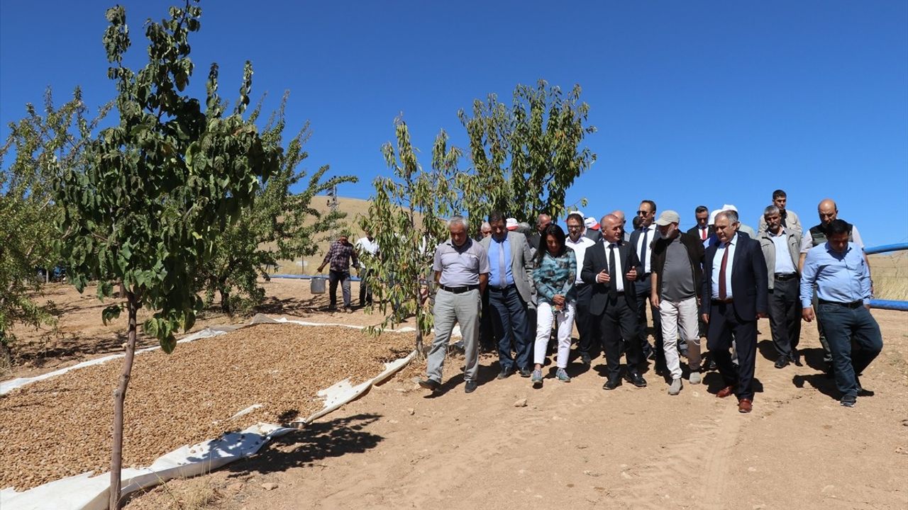 Elazığ'da Badem Hasadı Başladı