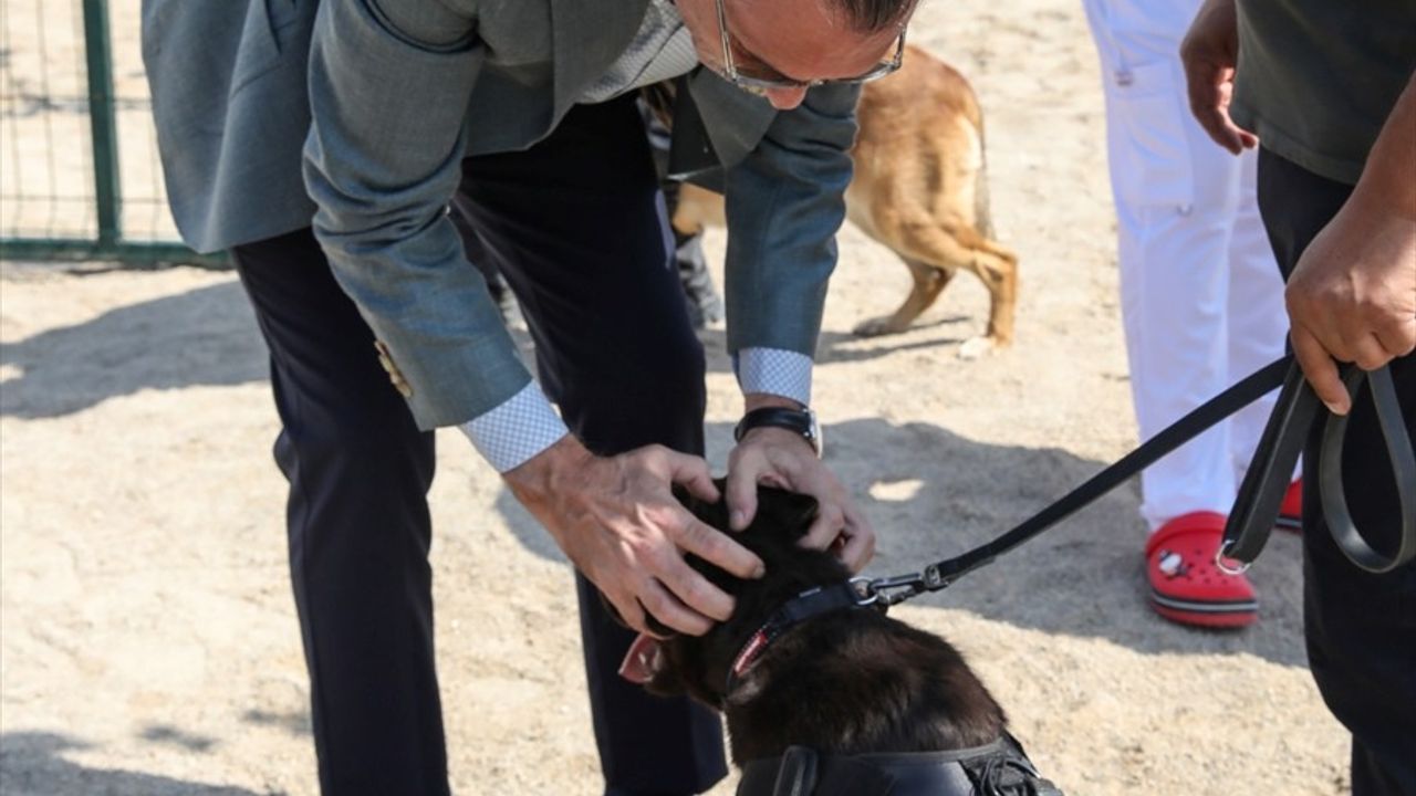 Etimesgut'ta Sahipsiz Köpekler Eğitim Alarak Bekçi Oldu