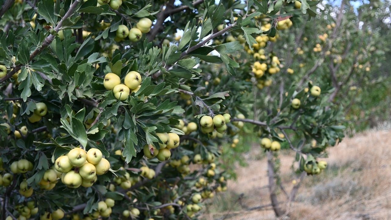 Hatay'da Alıç Hasadı Coşkusu Başladı