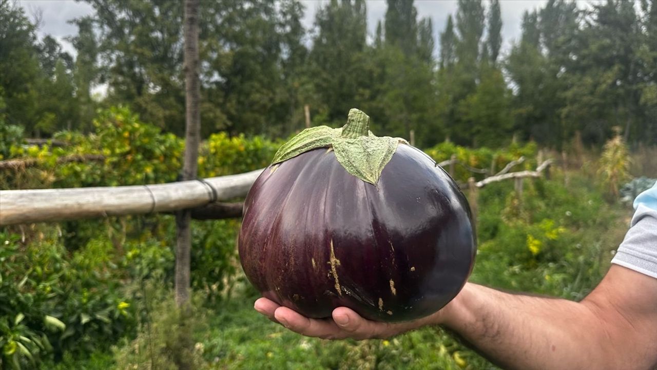 Isparta'da Hobi Bahçesinde 2 Kilo 200 Gramlık Patlıcan Yetişti