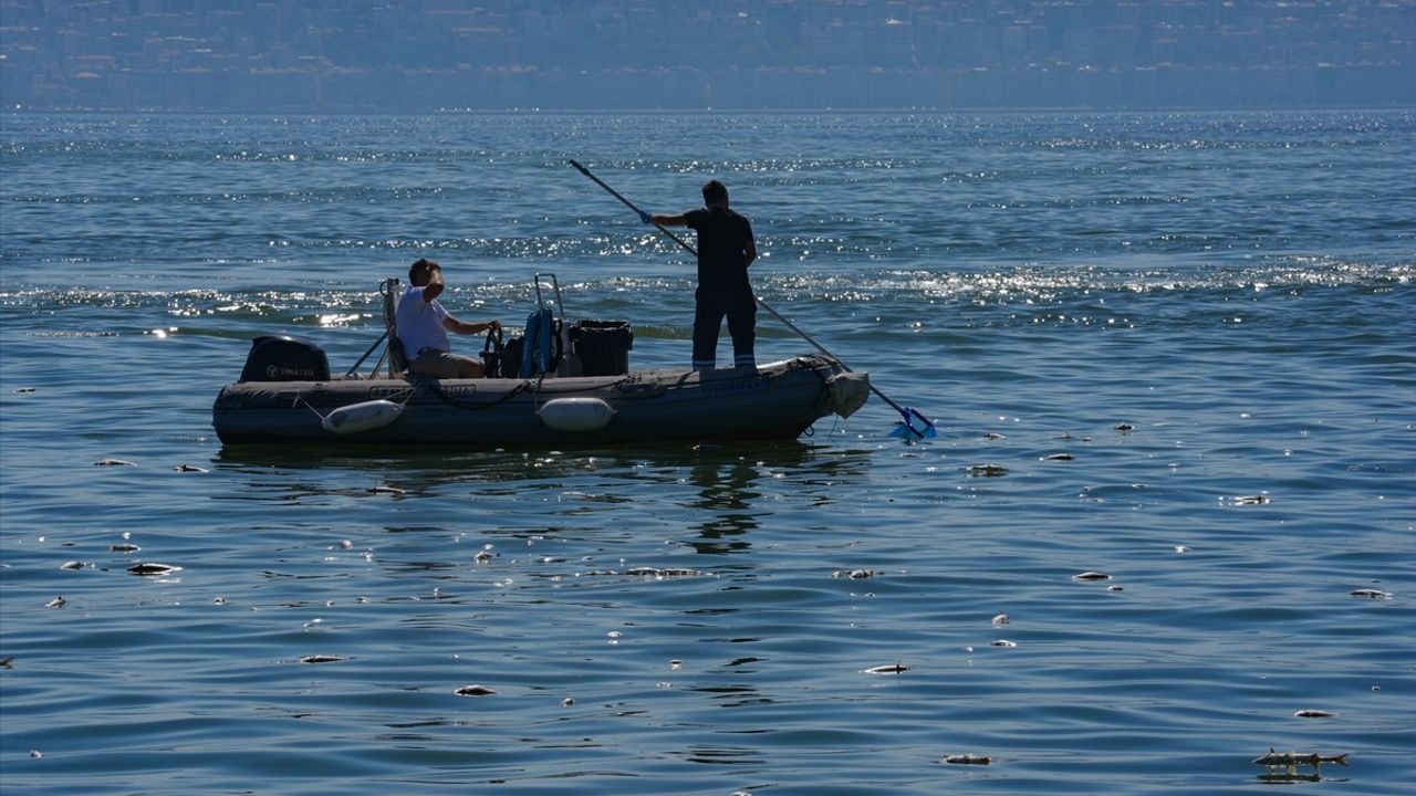 İzmir Körfezi'nde Balık Ölümleri Devam Ediyor