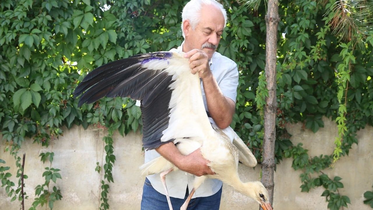 Kahramanmaraş'ta Yaralı Leylek Yavrsu Tedavi Ediliyor