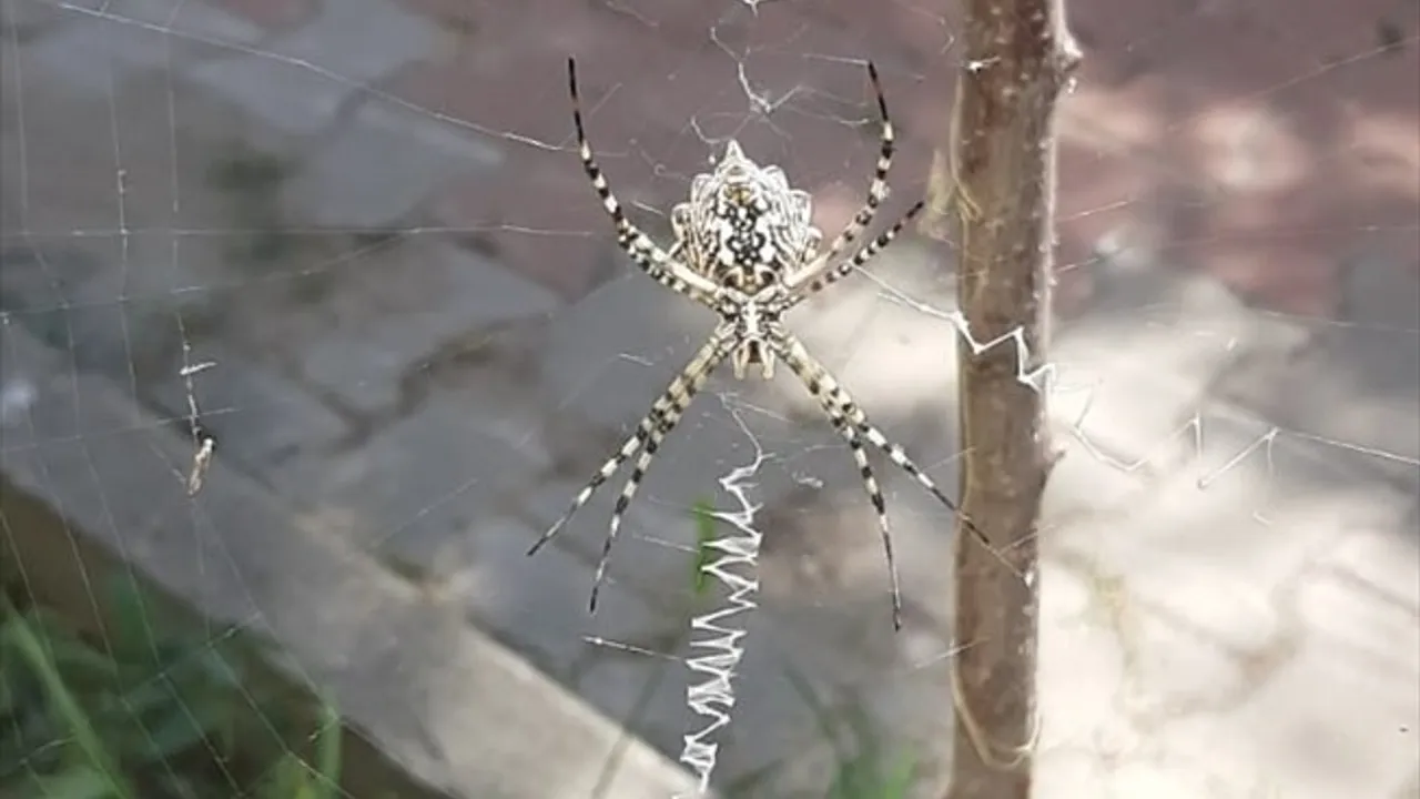 Karabük'te Zararlı Argiope Lobata Örümceği Tespit Edildi