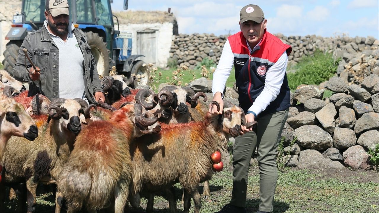 Kars'ta Asırlık Koç Katım Geleneği Coşkuyla Kutlandı