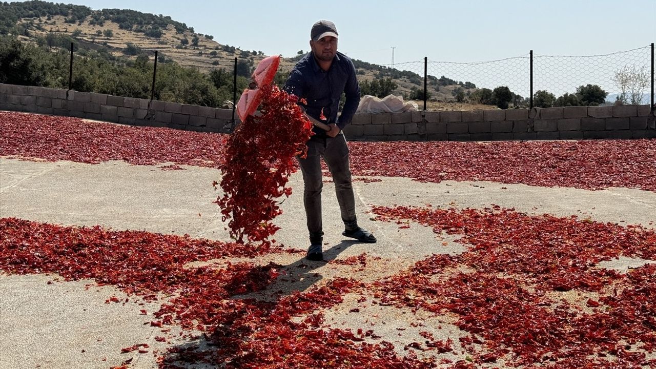 Kilis'te Biber Hasadı ve Kurutma Sezonu Başladı