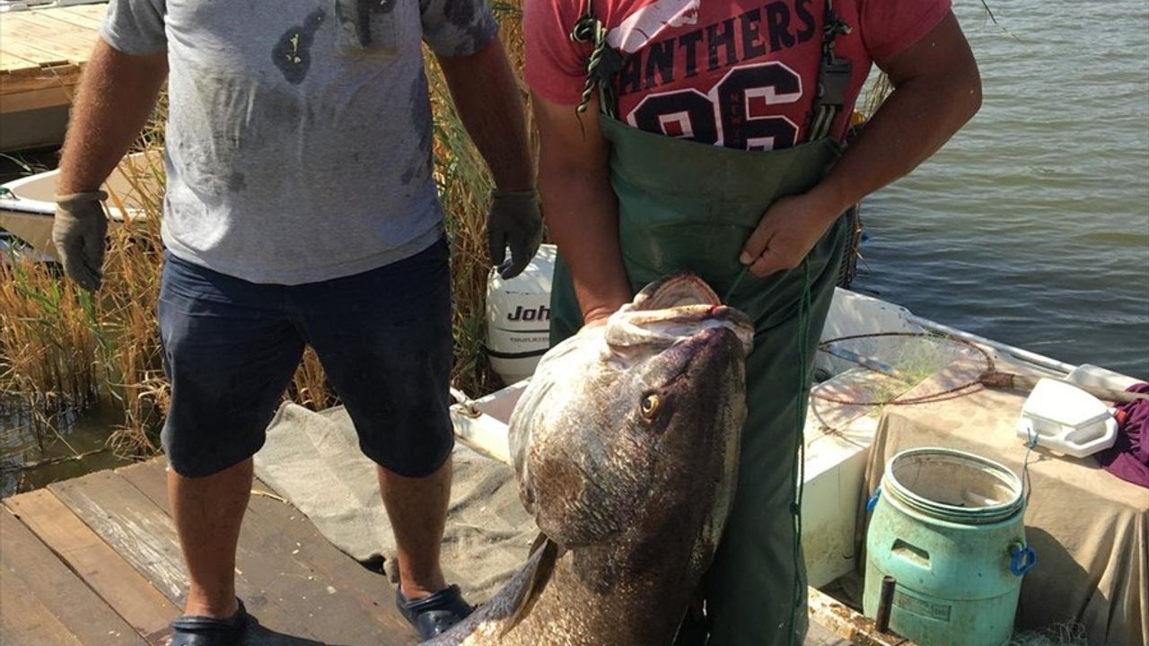 Meriç Nehri'nde Amatör Balıkçılar Rekor Kırdı