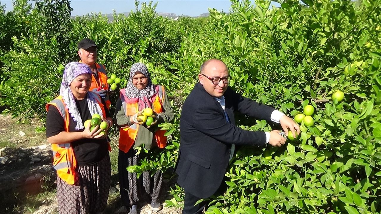 Mersin'de Erken Limon Hasat Sezonu Başladı