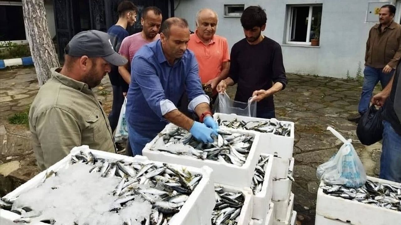 Sinop'ta Kaçak Avlanan Balıklar Ücretsiz Dağıtıldı