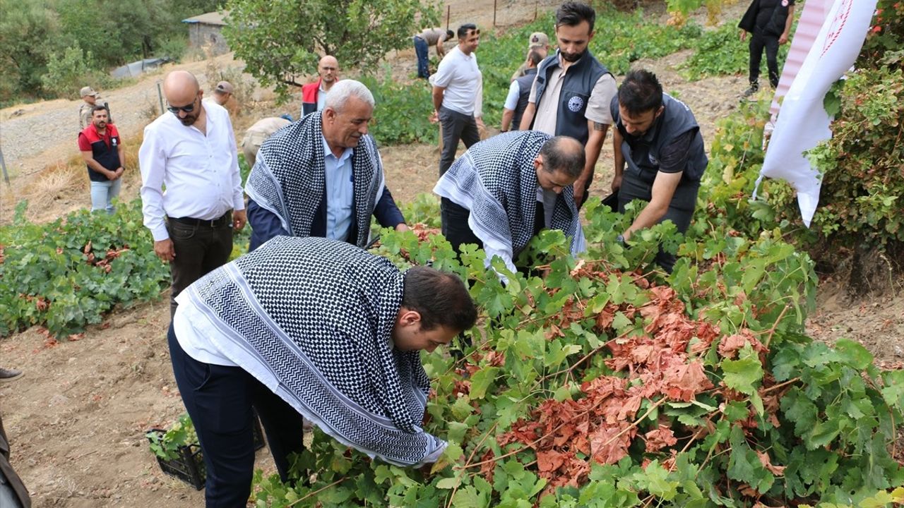 Şırnak'ta Behdini Üzümü Hasat Şenliği Coşkuyla Kutlandı