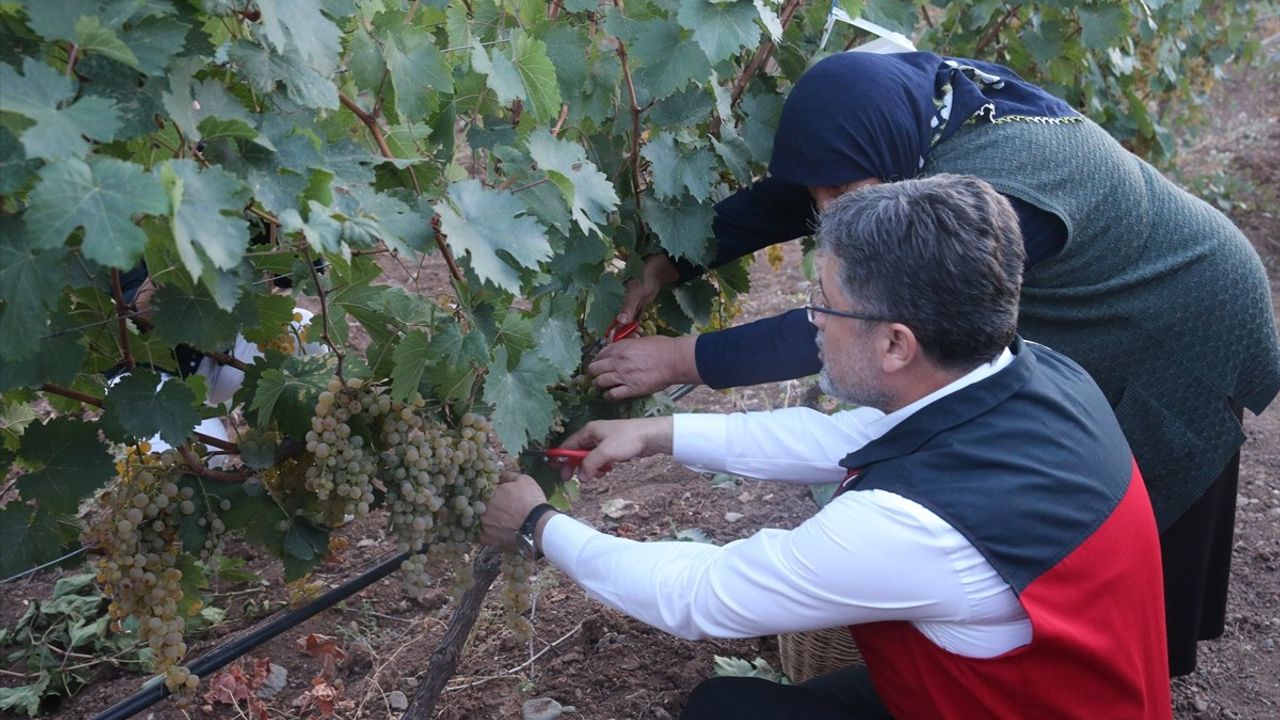 Tokat'ta Üzüm Hasadında Biyoteknik Mücadele Desteği Artıyor