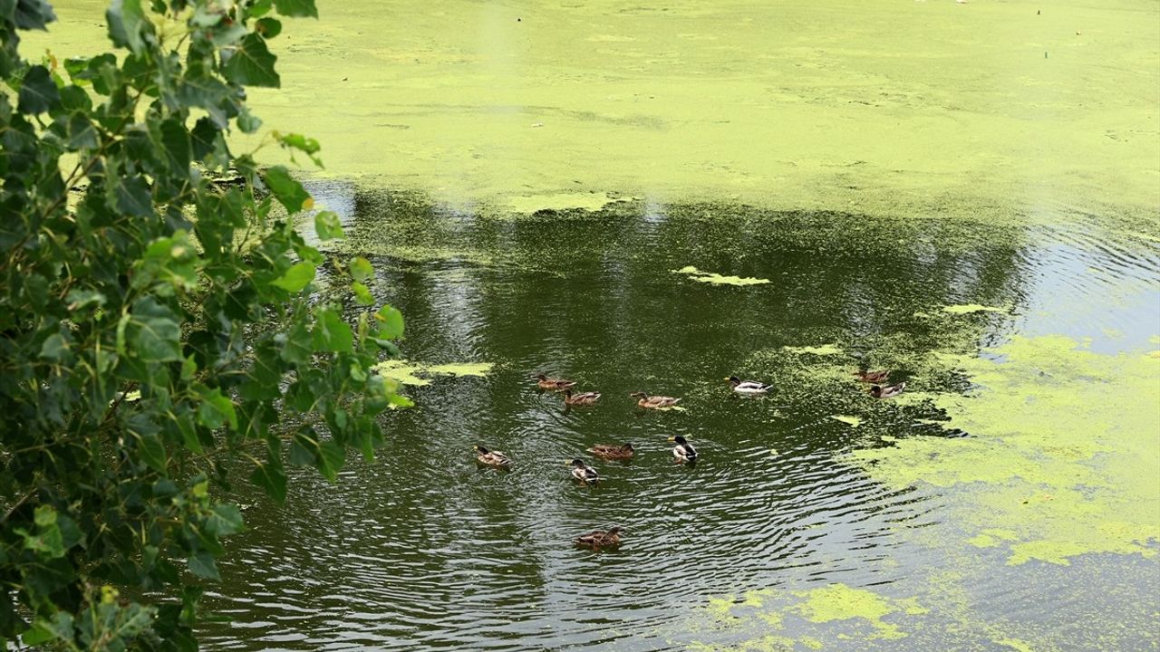 Tunca Nehri'nde Yosun ve Su Mercimeği Artışı