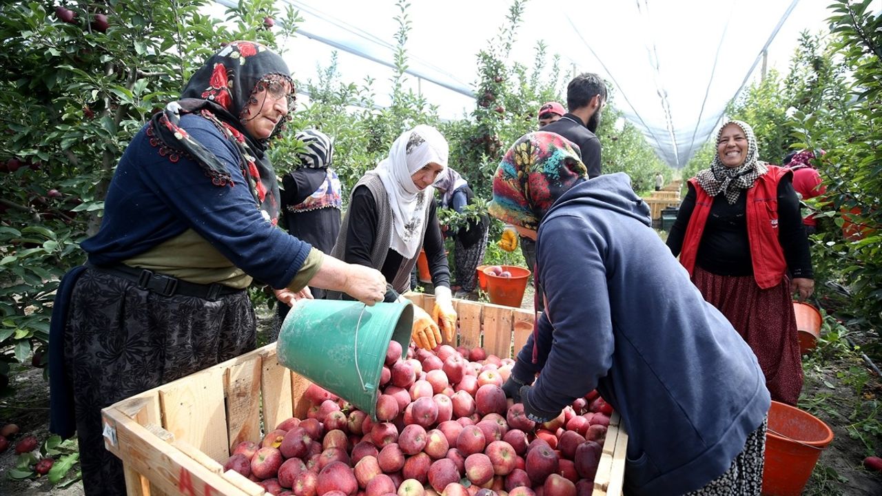 Yahyalı Elması: 25 Ülkeye İhracat İle Globalleşiyor