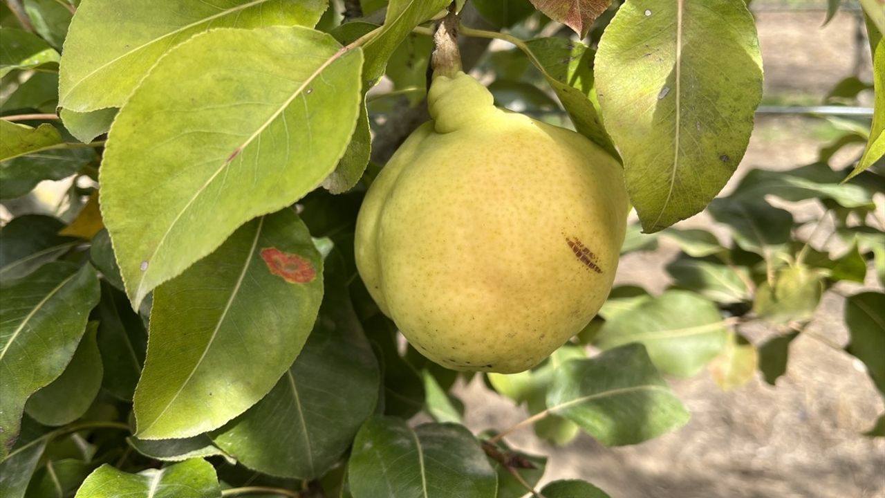 Yeni Armut Çeşitleri ile Ateş Yanıklığına Karşı Mücadele