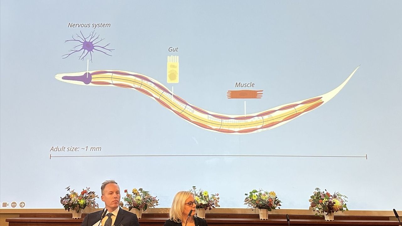 2024 Nobel Tıp Ödülü MikroRNA Keşfine Gitti