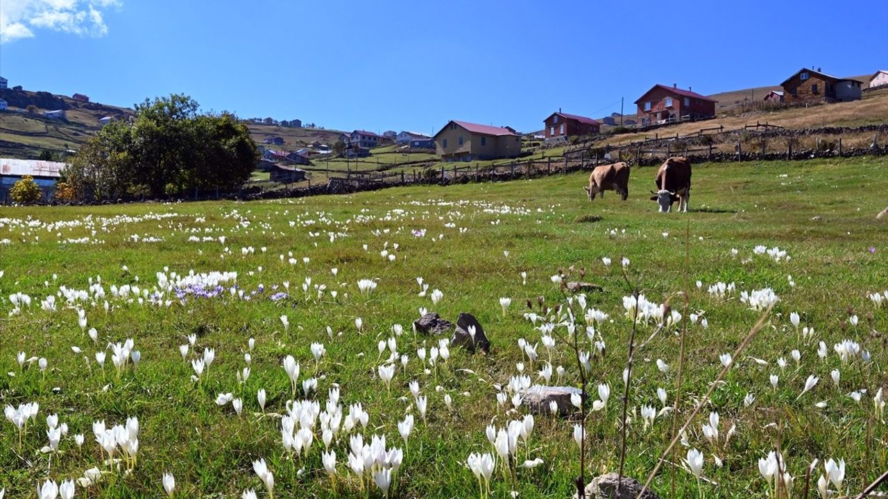 Ağaçbaşı Turbalığı'nda Sonbahar Güzellikleri