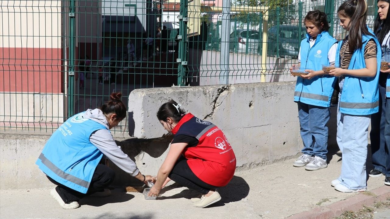 Amasya'da Öğrencilerden Sokak Hayvanlarına Destek