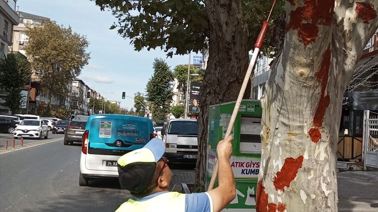 Bahçelievler Belediyesi'nden Ağaç İyileştirme Çalışması