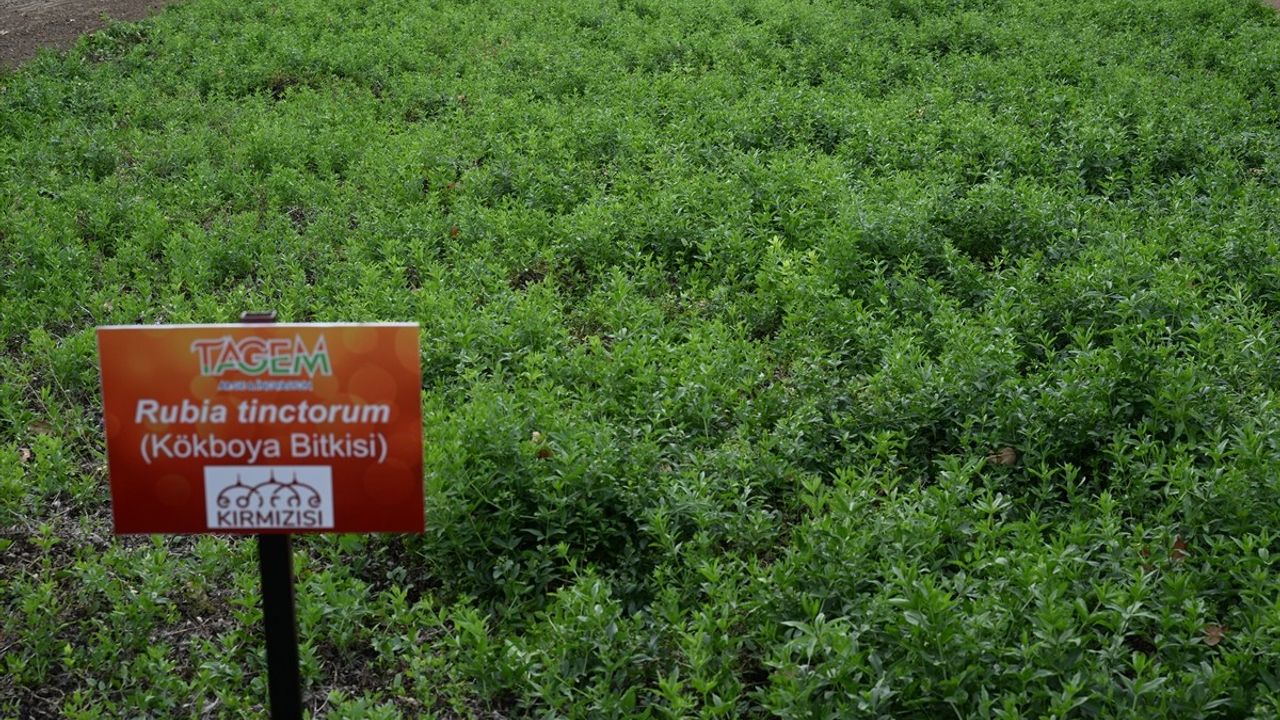 Edirne Kırmızısı İçin Hasat Etkinliği Düzenlendi