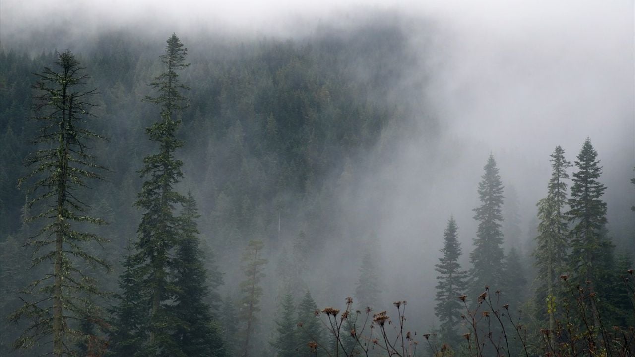 Ilgaz Dağı'nda Sis Etkisi Artıyor