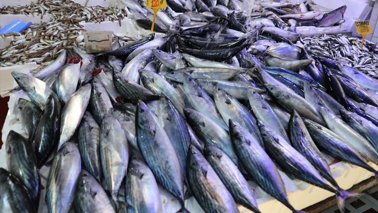 Karadeniz'de Palamut Sezonu Canlanıyor