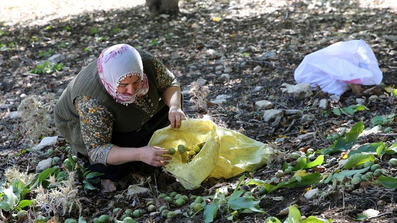 Muş'ta Geleneksel Ceviz Hasadı Coşkusu