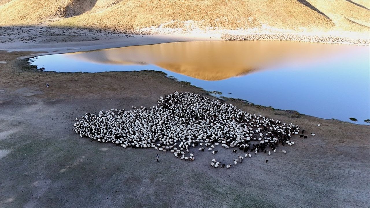 Nemrut Dağı'nda Sürülerin Su Yolculuğu