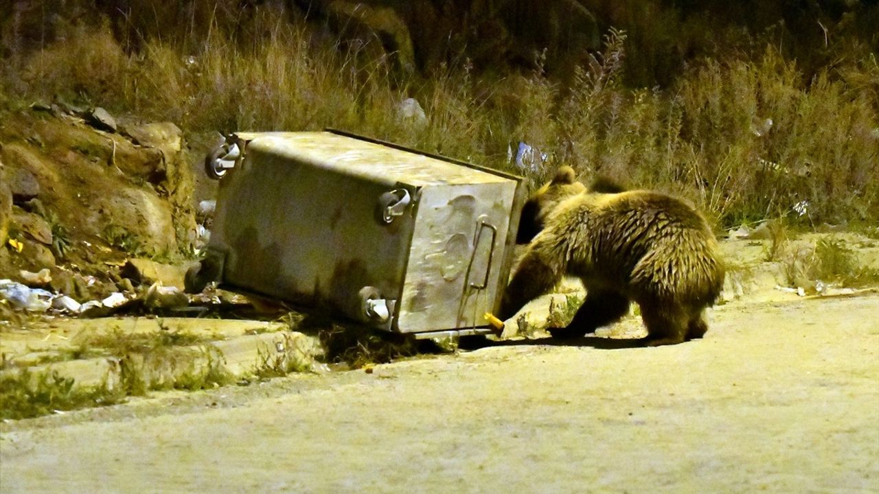 Sarıkamış'ta Bozayılar Çöp Bidonlarına Akın Etti