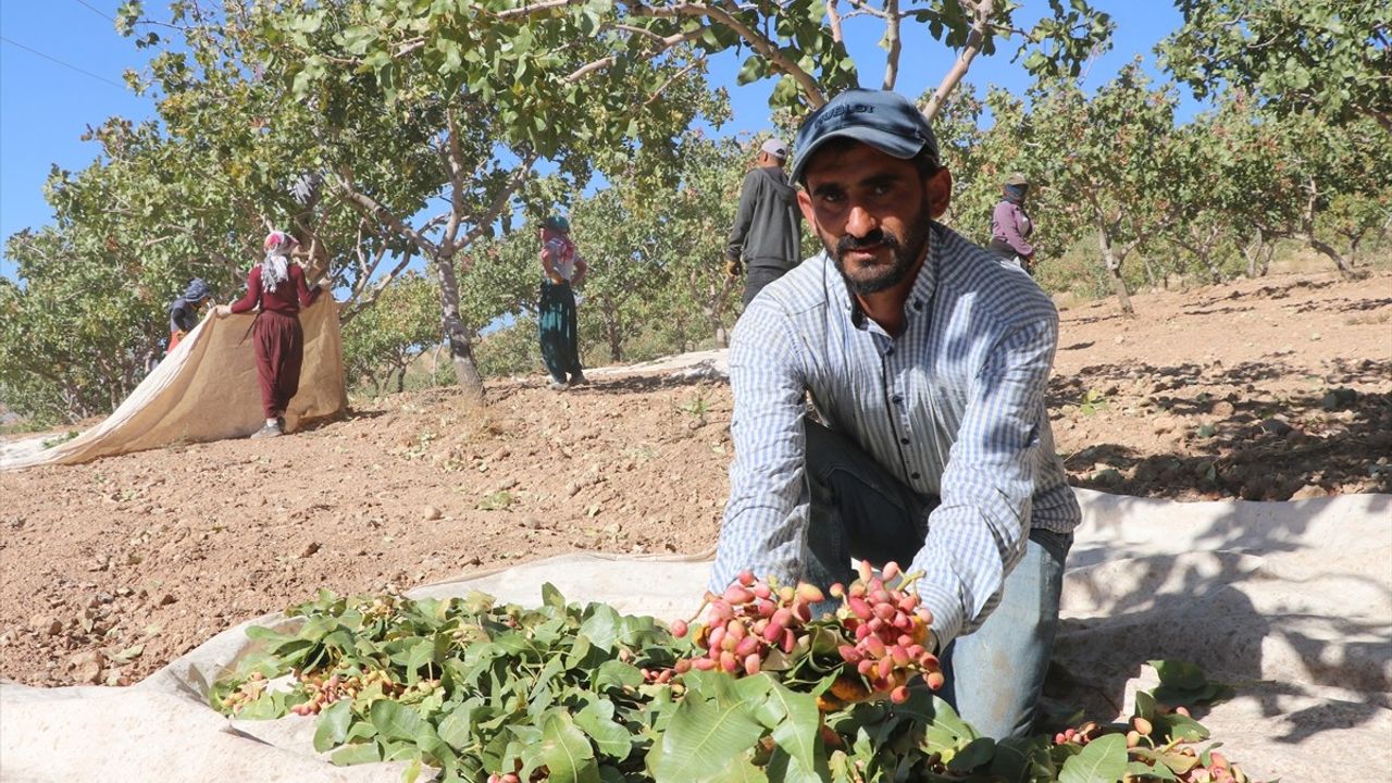 Siirt Fıstığı Hasat Festivali Coşkusu