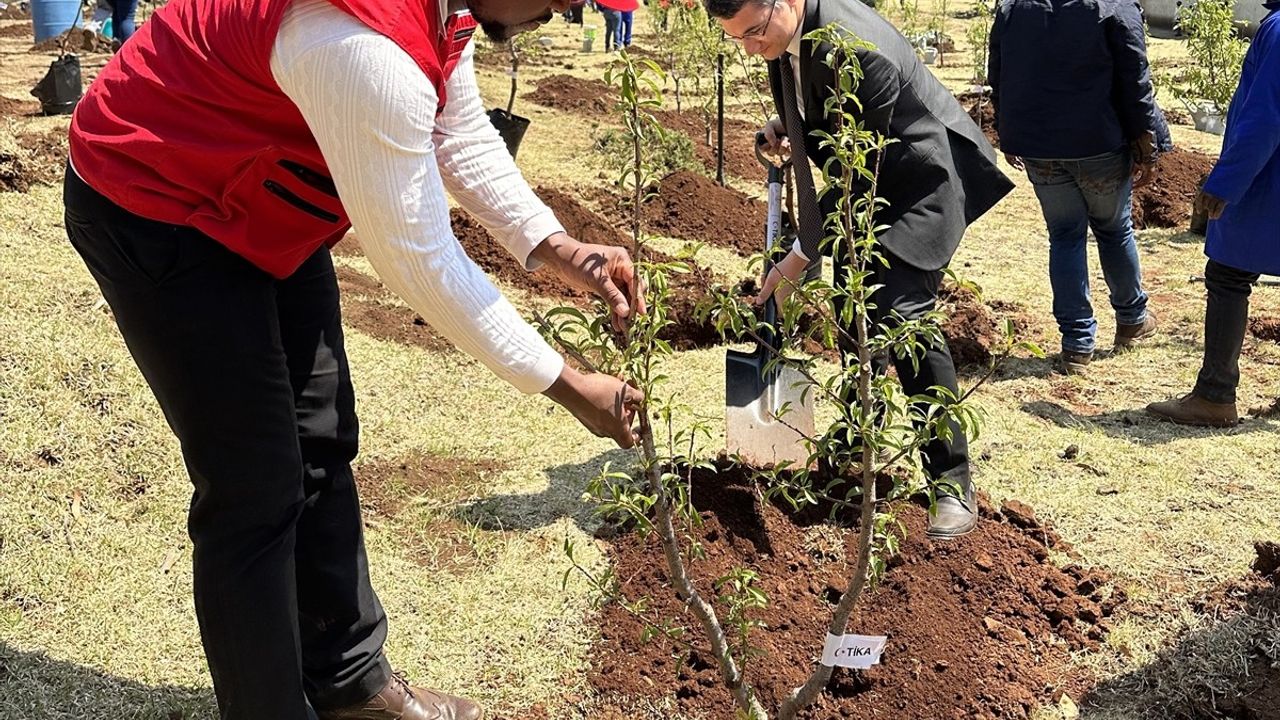 TİKA, Lesotho'ya 2 Bin Fidan Hibe Etti