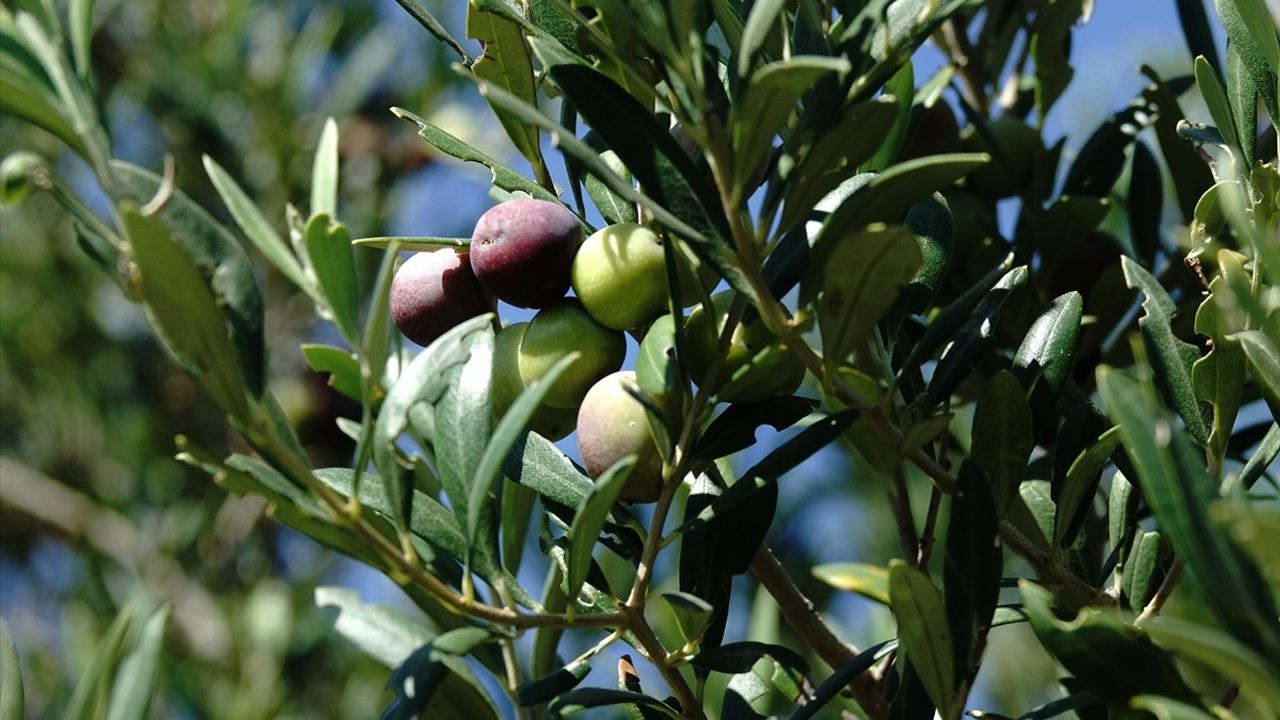 Türkiye'de Zeytin ve Zeytinyağı Rekoltesi Beklentileri