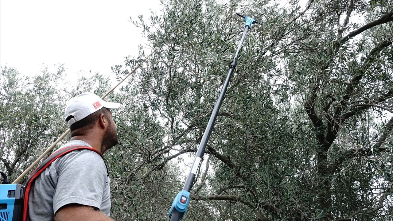 Zeytin Üreticileri Yağmuru Bekliyor