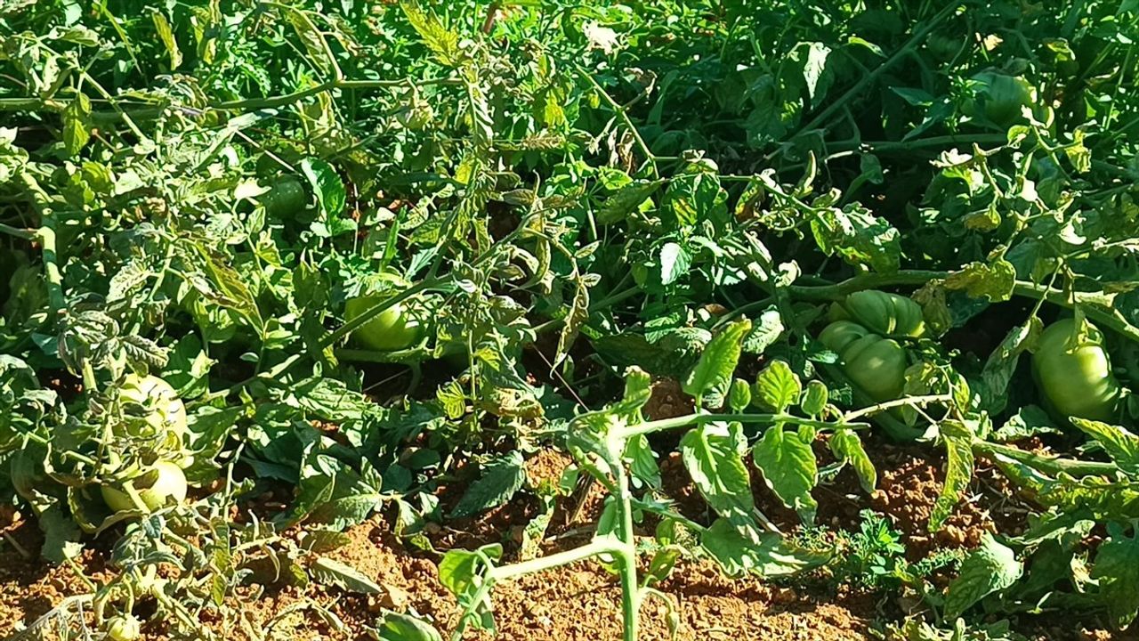 Adana'da Güz Domatesi Hasadı Başladı