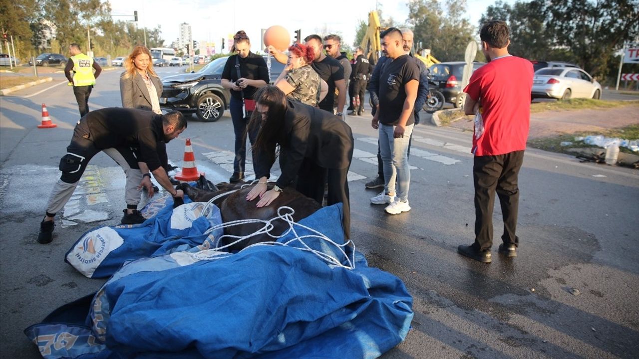 Antalya'da Kalp Masajıyla Hayata Döndürülen At Talihsiz Bir Olayla Telef Oldu