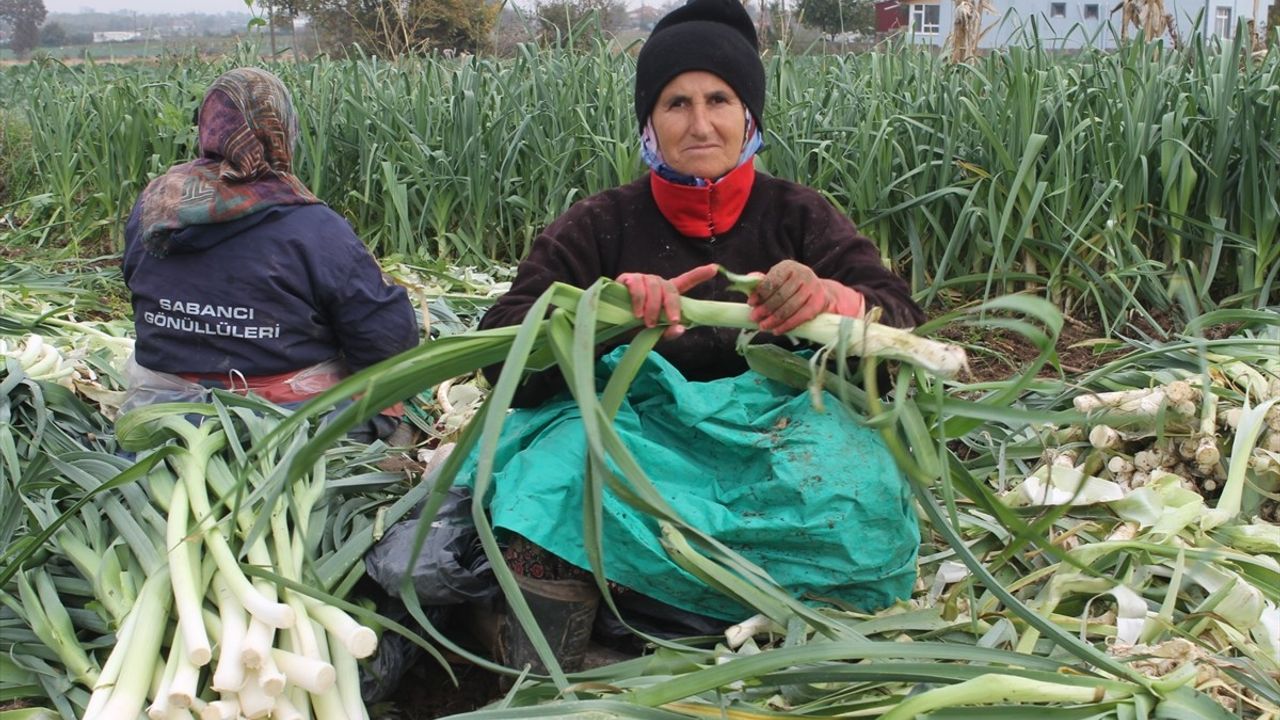 Bafra Ovası'nda Pırasa Rekoltesi 18 Bin Ton Olacak