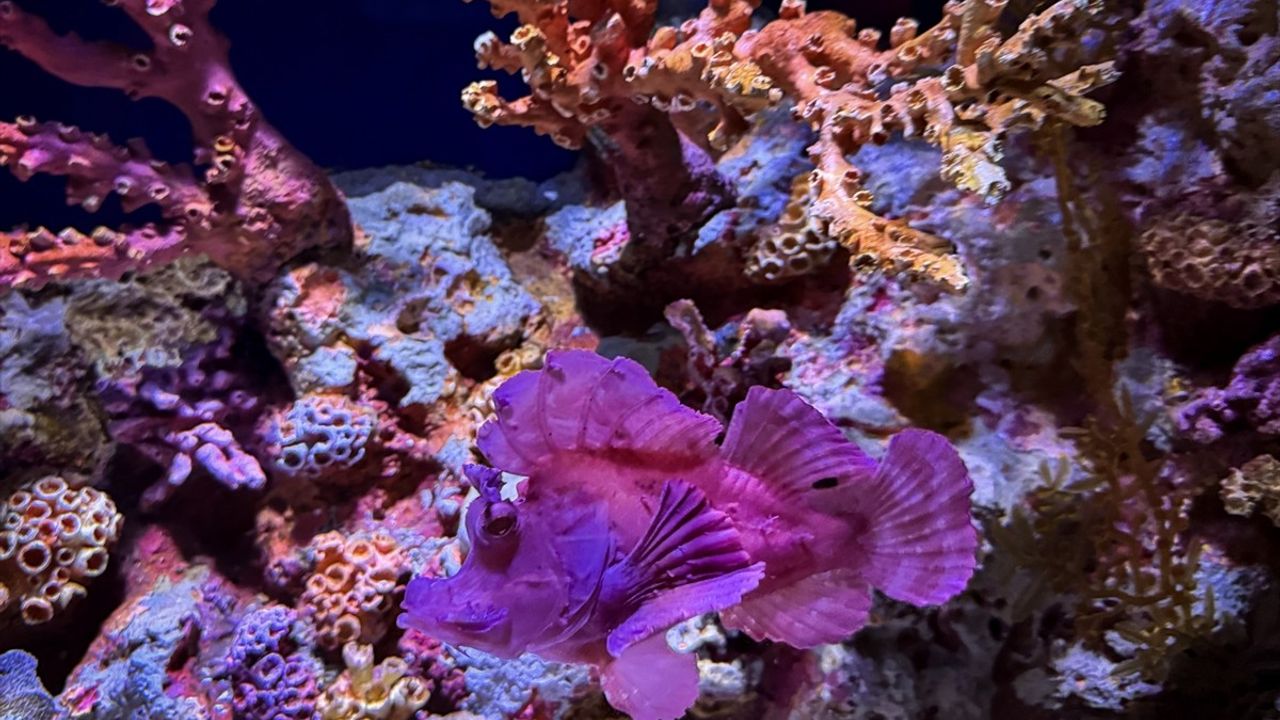 Bangkok'taki Sea Life Ocean World: 30 Bin Deniz Canlısının Evi