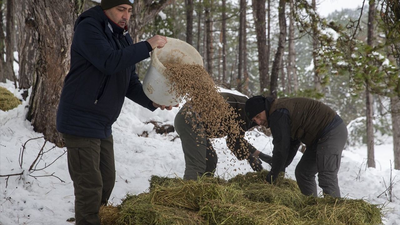 Bolu'da Yılkı Atları İçin Yem Bırakıldı