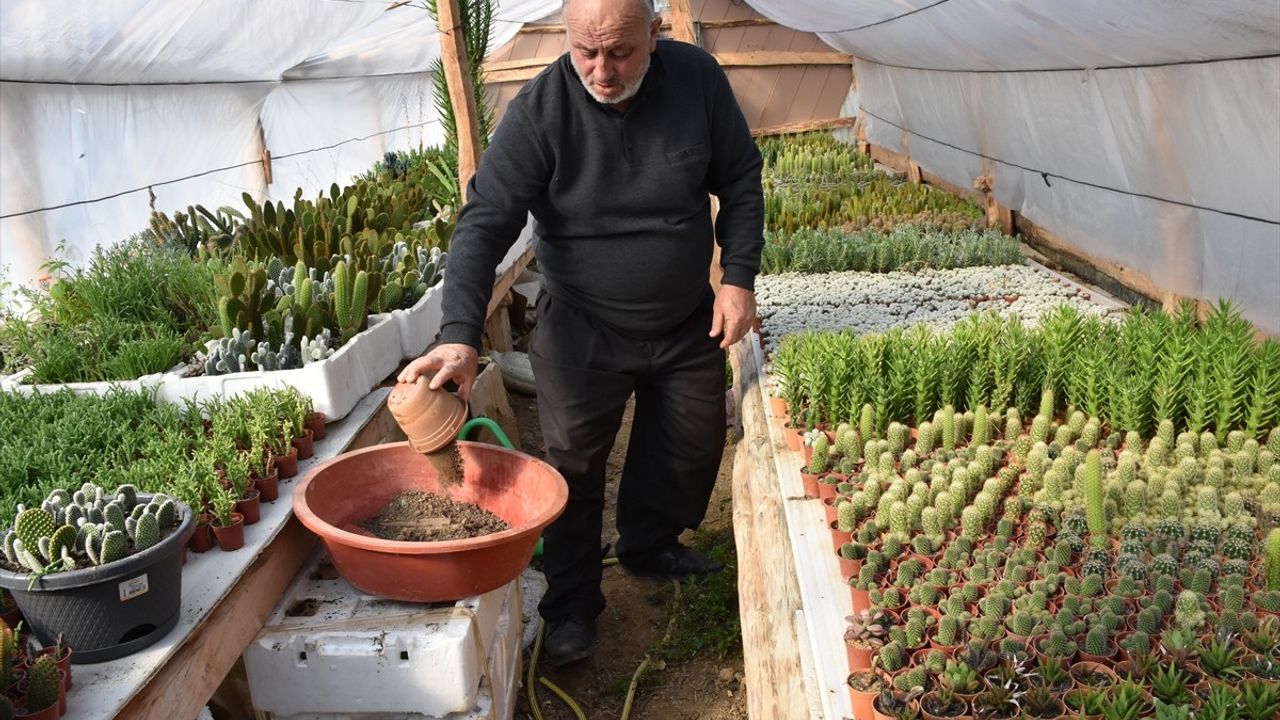 Dursun Akyüz, Kaktüs Yetiştiriciliğiyle Trabzon'a Yeni Bir Soluk Getirdi