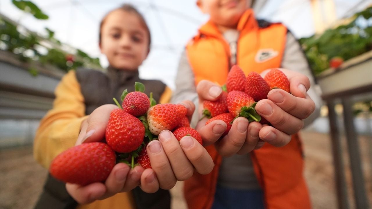 Düzce'de Aile Dört Mevsim Çilek Yetiştiriyor