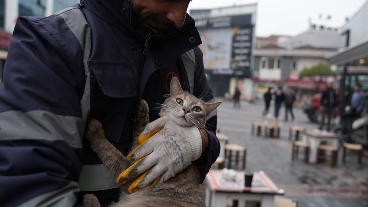 Düzce'de İtfaiye, Reklam Tabelasına Sıkışan İki Kediyi Kurtardı