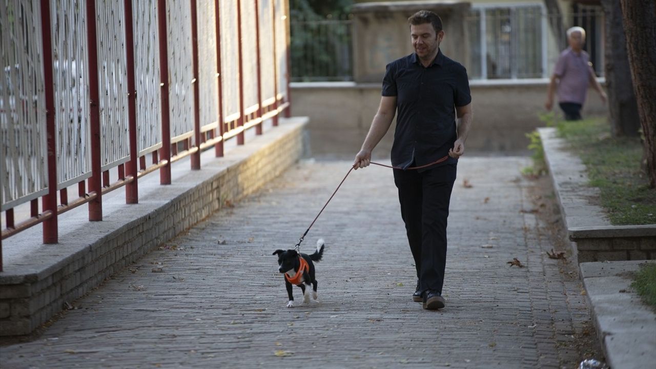 Felçli Köpek 'Dobby', Kök Hücre Tedavisi ile Yeniden Yürümeye Başladı