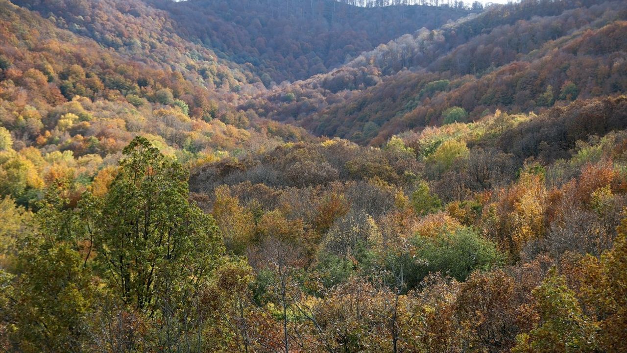 Istranca Ormanlarında Sonbahar Güzelliği