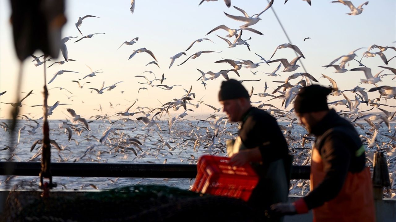 Karadeniz'de Martıların Balıkçı Teknelerine Eşlik Etme Anları Görüntülendi