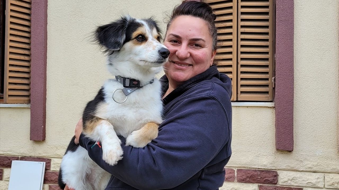 Köpek Eğitiminde Başarı İçin Yaşam Alanında Uygulama