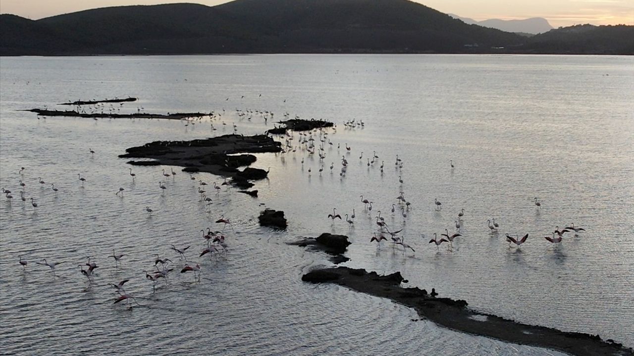 Muğla'nın Tuzla Sulak Alanı'nda Göçmen Kuş Yoğunluğu Artıyor