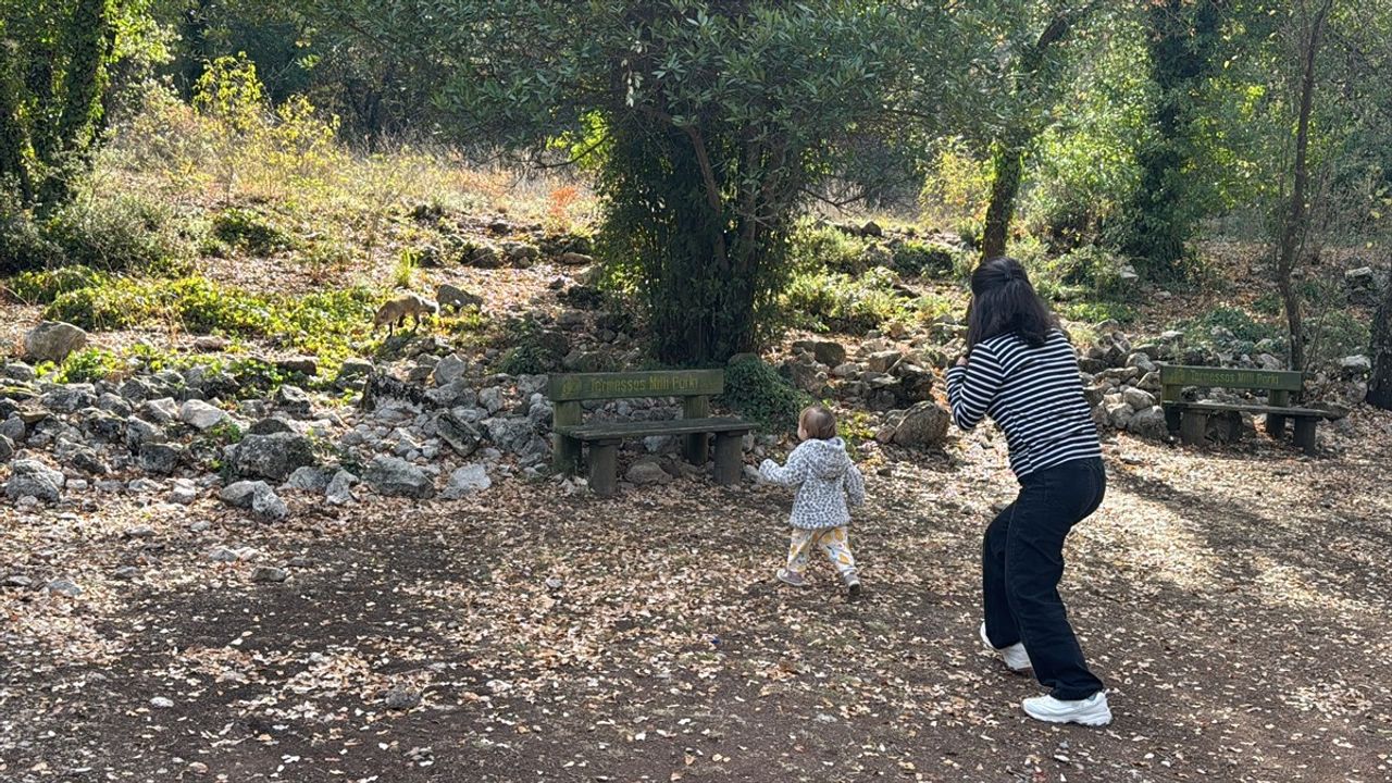 Termessos Antik Kenti'nde Tilki Karşılaması: Doğanın Sevimli Sakinleri