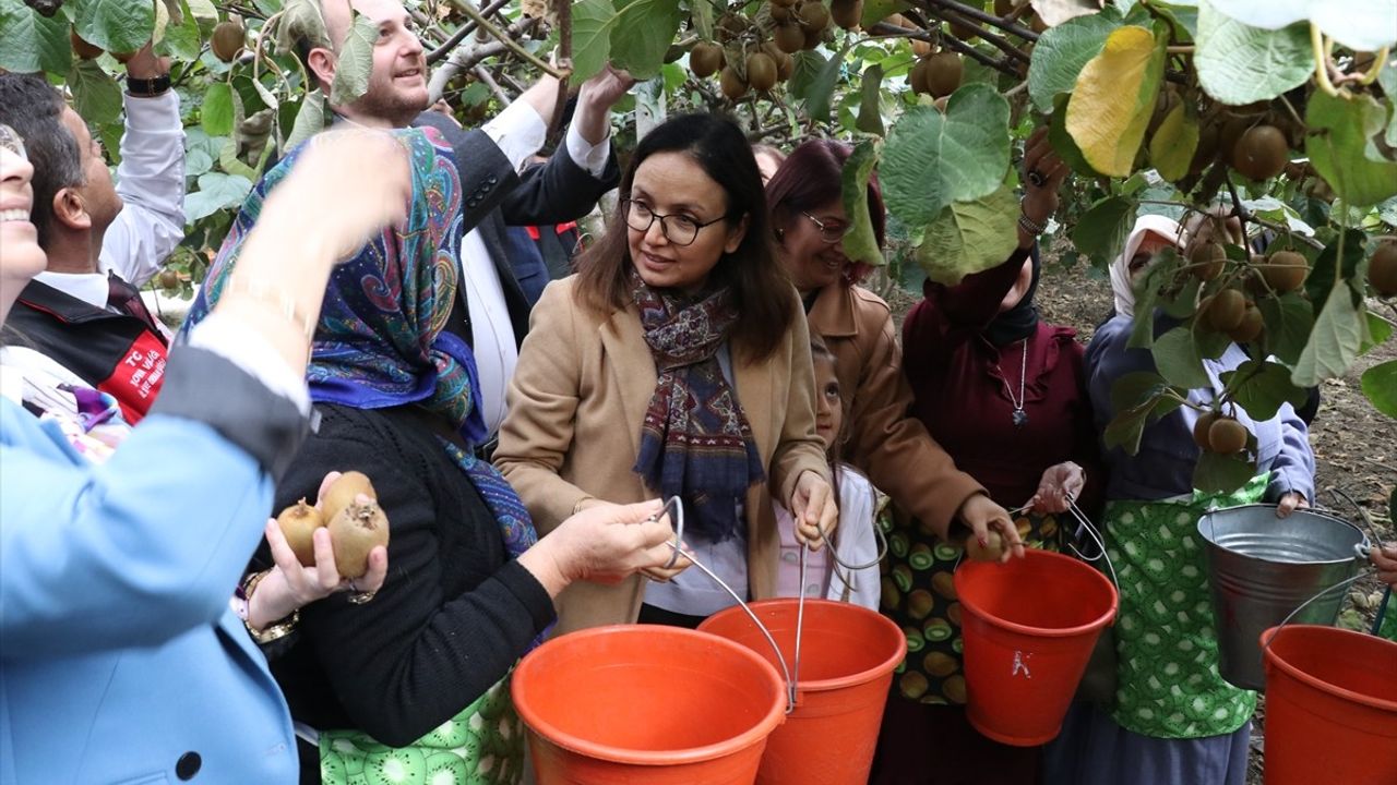 Yalova Kivisinde Hasat Dönemi Başladı: Coğrafi İşaretin Önemi