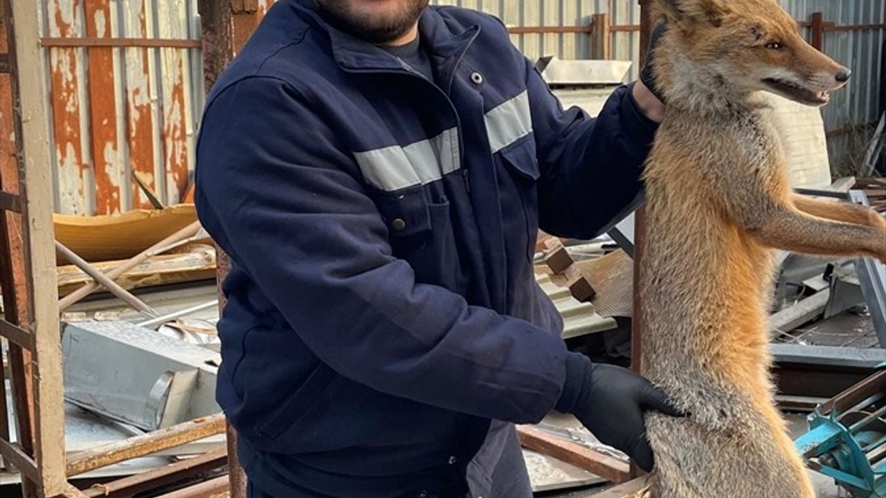 Zonguldak'ta Yaralı Tilki Kurtarıldı