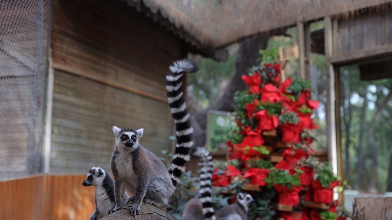 Antalya Doğal Yaşam Parkı Yeni Yıl Coşkusuyla Süsleniyor